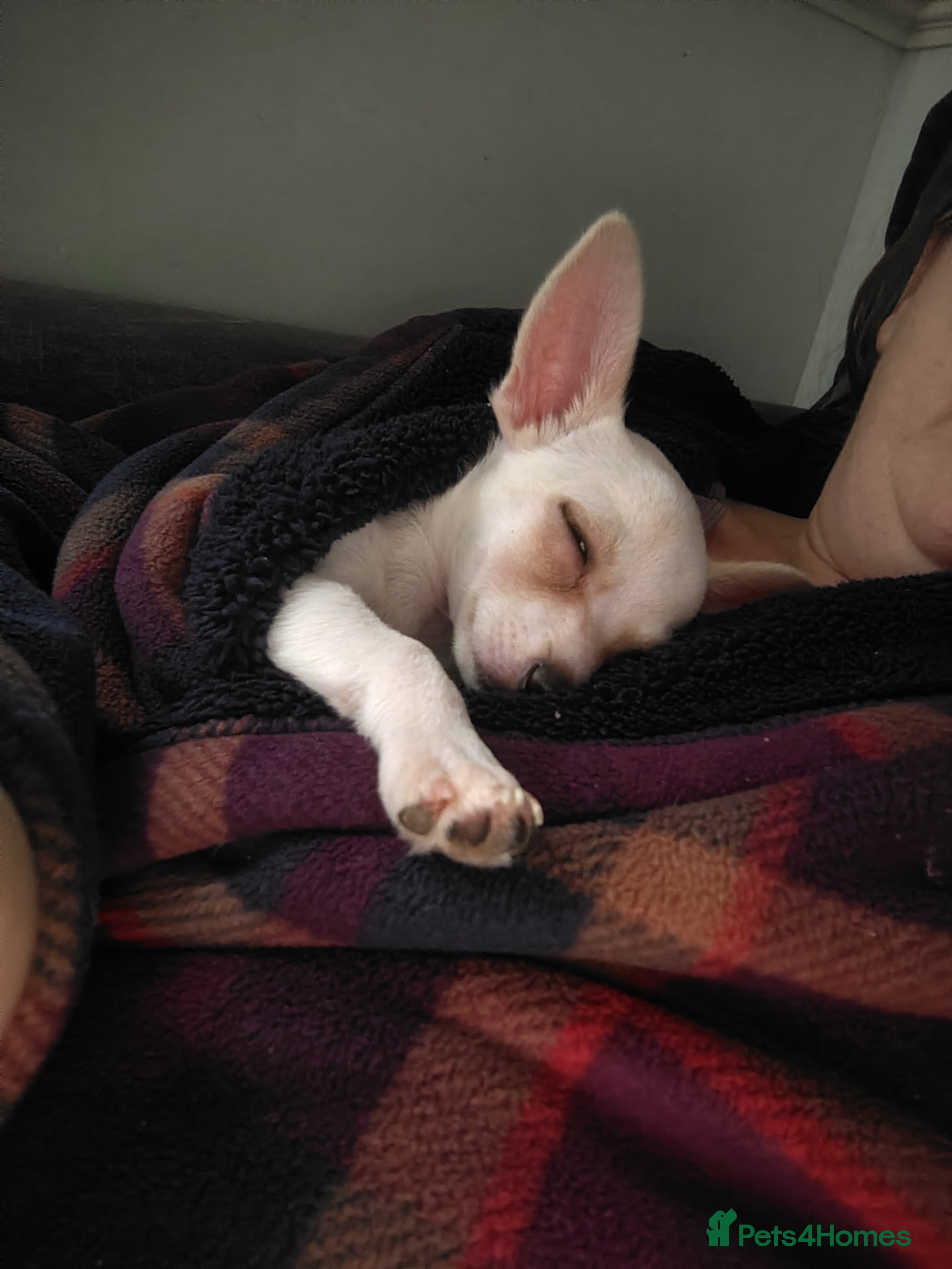 Chihuahua dogs Deer head chihuahua  - Advert 4