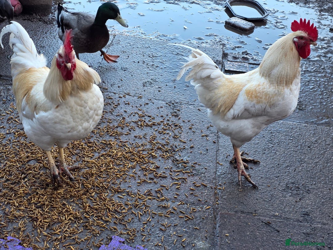 Chickens poultry for sale: Chickens for rehoming  - Advert 2