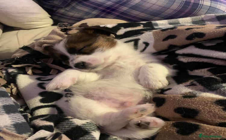 Jack Russell dogs - Advert 9