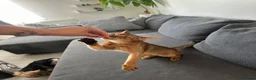 Abyssinian cats for sale: Queen 1 Year old in London - Advert 8