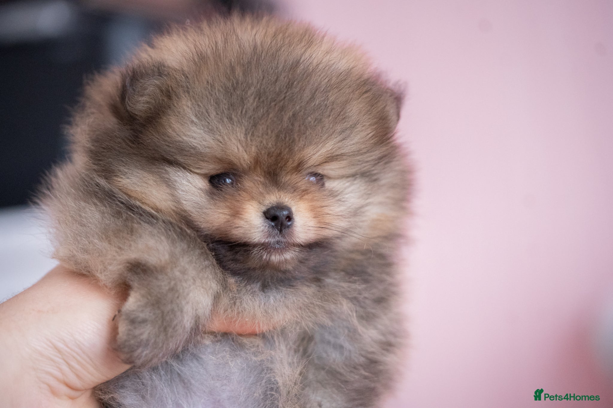 Pomeranian dogs KC registered Pomeranian Puppy - Advert 1