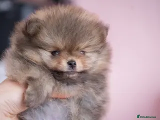 Pomeranian dogs KC registered Pomeranian Puppy - Advert 2