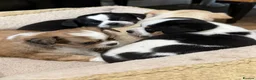 Chihuahua dogs for sale: 4 gorgeous chihuahua puppies - Advert 8