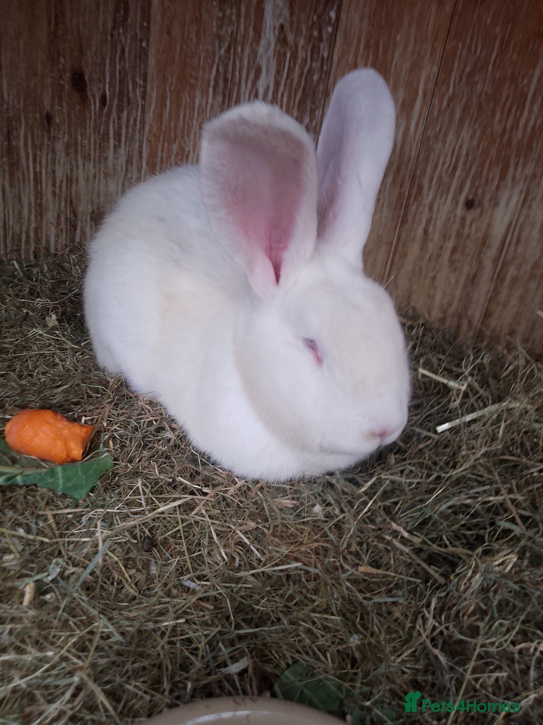 Continental Giant rabbits for sale: Beautiful Pure Giant Continental Babies  - Image 23