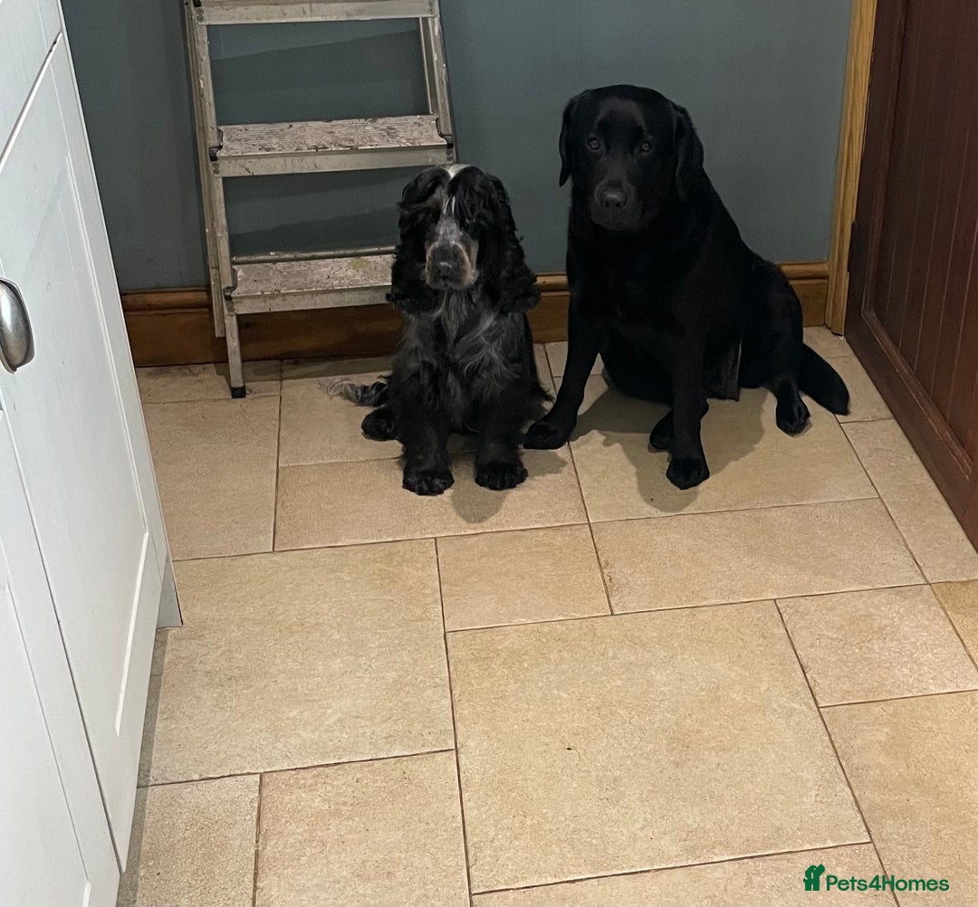 Labrador Retriever dogs for sale: Fully innoculated  show type black female  in Halifax - Image 9