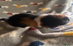 Guinea Pig rodents for sale: Lovely Teddy and Coronet baby Guinea pigs - Image 25