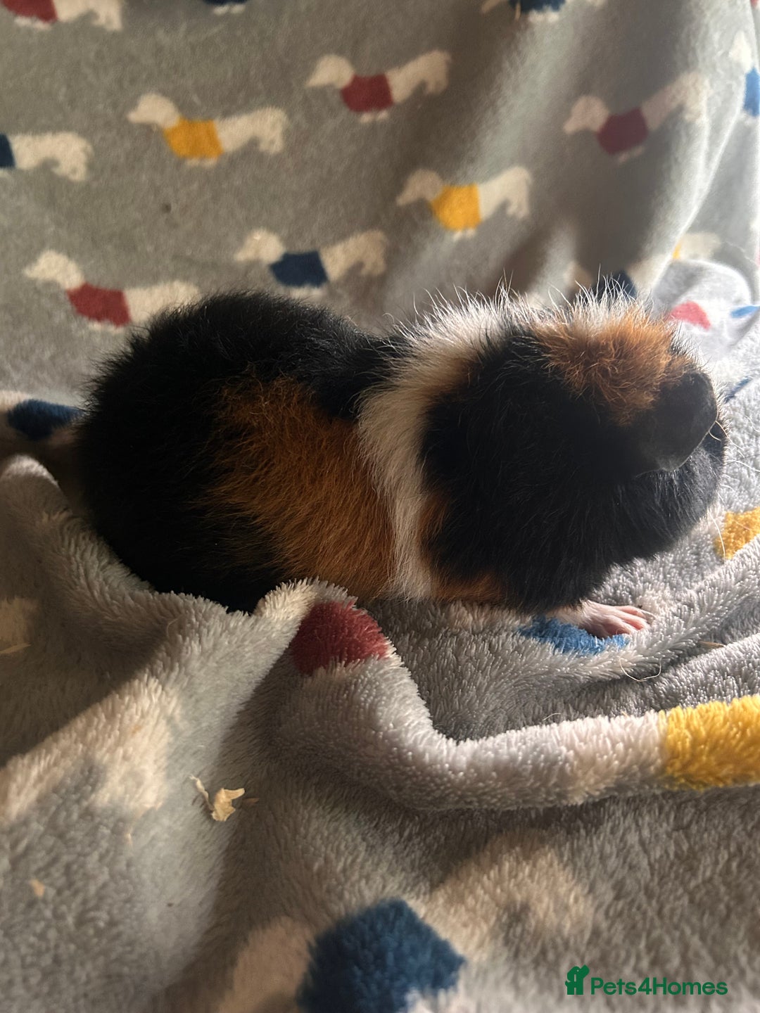 Guinea Pig rodents for sale: Lovely Teddy and Coronet baby Guinea pigs - Image 25