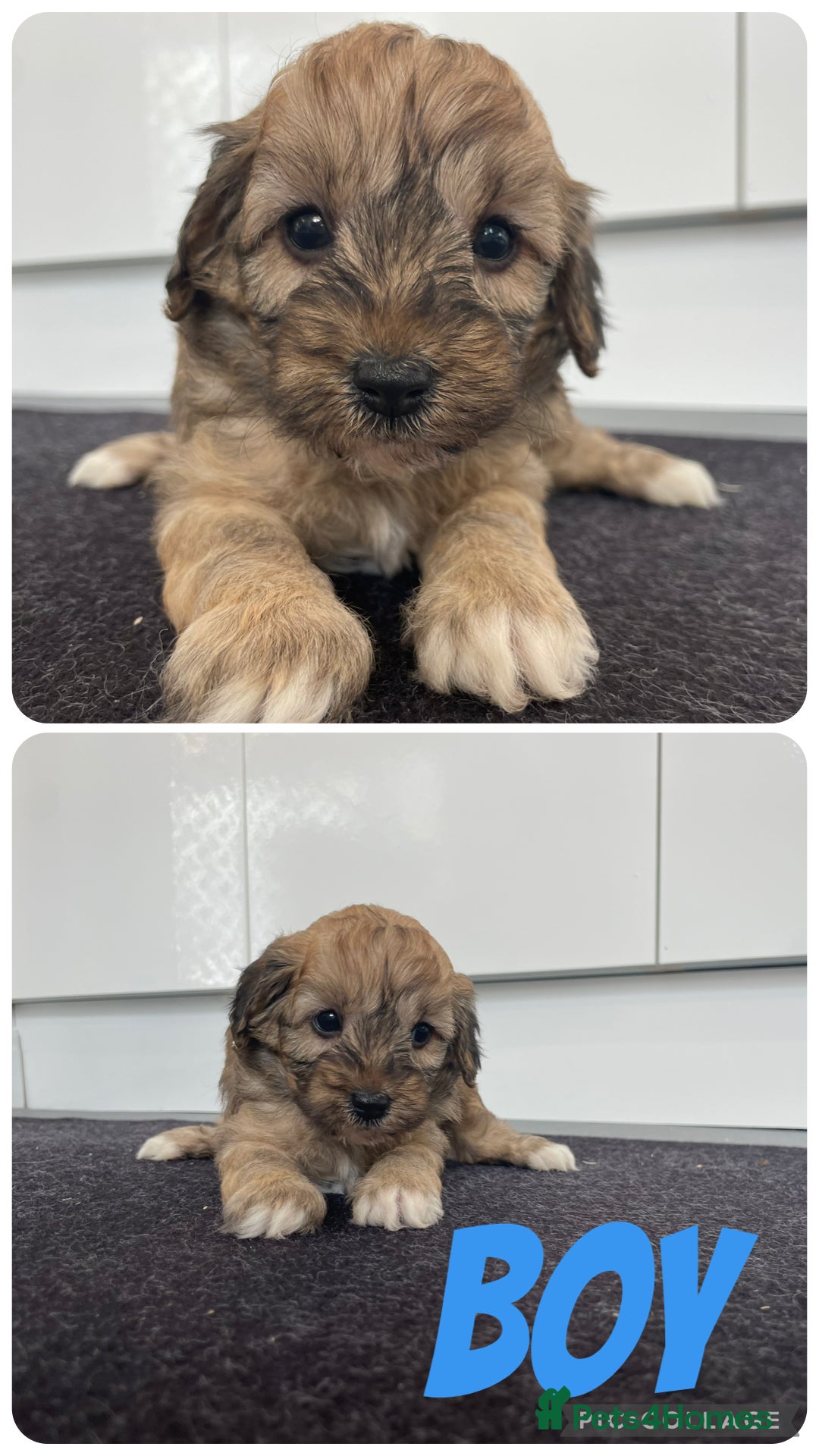 Cavapoochon dogs for sale: Beautiful Cavapoochon puppies for sale  - Image 3