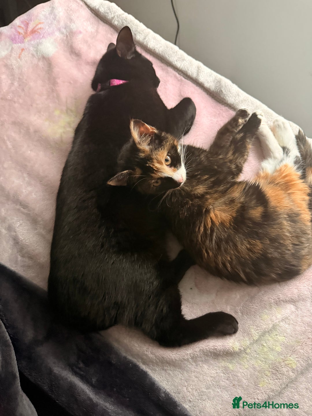 Mixed Breed cats for sale: Two female kittens for sale- black and calico  - Advert 7