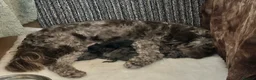 Cavapoo dogs for sale: Stunning chocolate merle cavapoo puppies in Maidstone - Advert 4