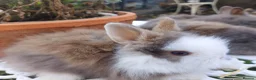 Lionhead rabbits for sale: PUREBRED DOUBLE/TEDDY LION HEAD BABIES  - Advert 9