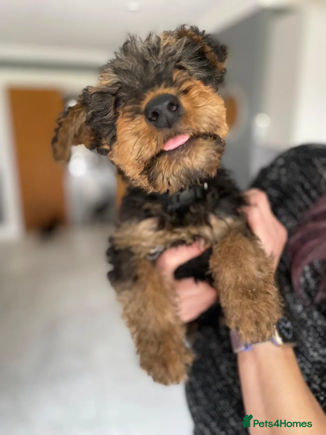Airedale Terrier dogs for sale: Pure breed Airedale Terriers for sale - Advert 1