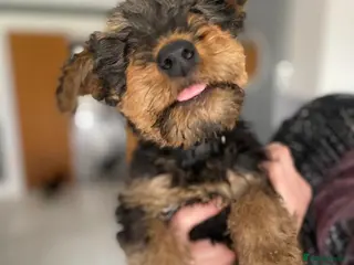 Airedale Terrier dogs Pure breed Airedale Terriers for sale - Advert 1