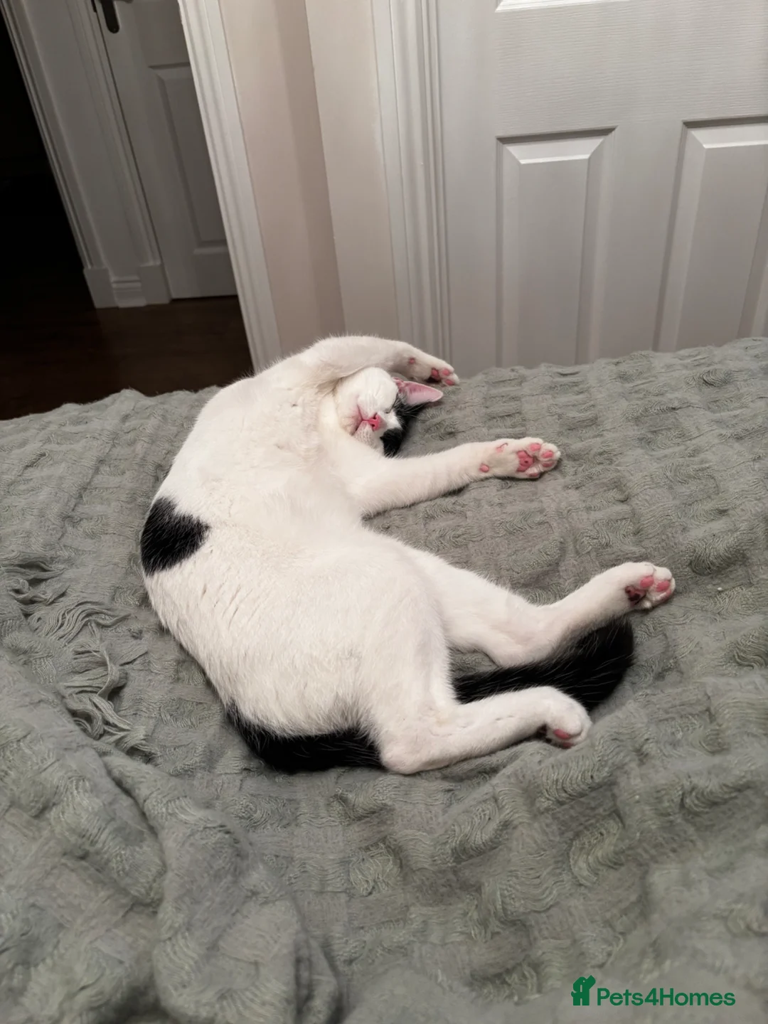 British Shorthair cats for sale: British short hair male  in Halesowen - Advert 1
