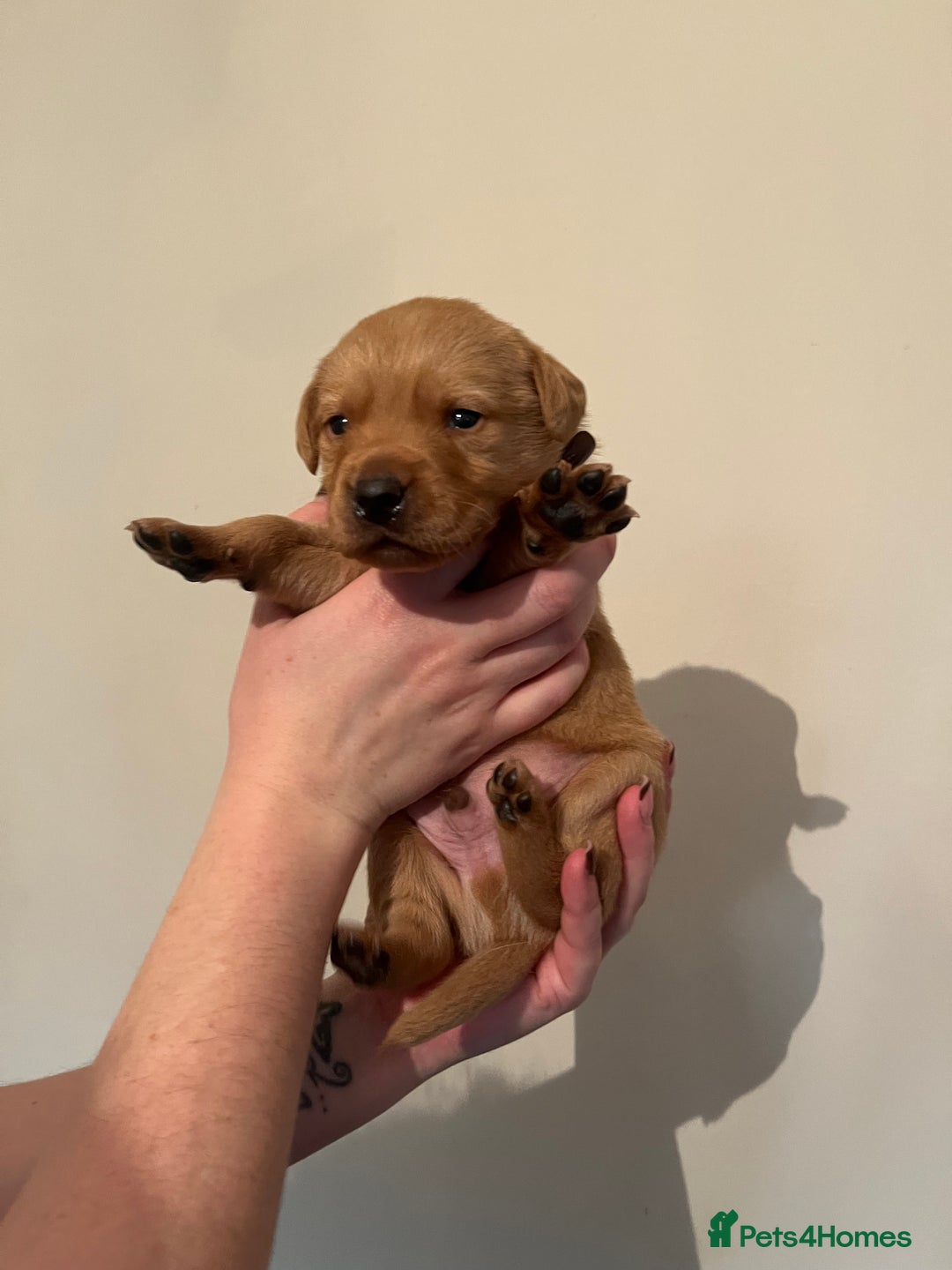 Labrador Retriever dogs for sale: Labrador Puppies - Advert 34