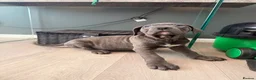 Cane Corso dogs for sale: Brutus(X-Man) World Winner line Cane Corso Puppies - Advert 29
