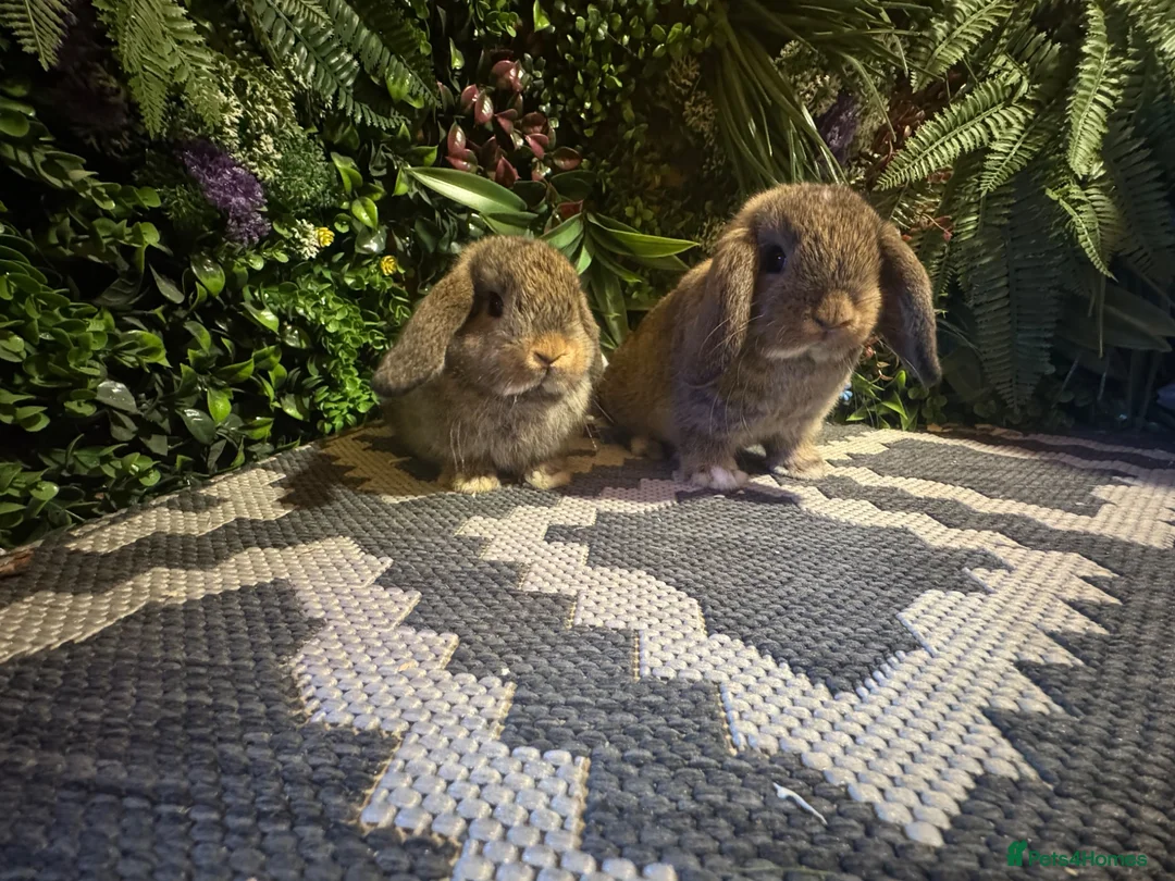 Mini Lop rabbits for sale: Mini lops ready to go  - Advert 2