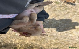 Chihuahua dogs for sale: Last Pup left! Ready for his new home!  - Image 18