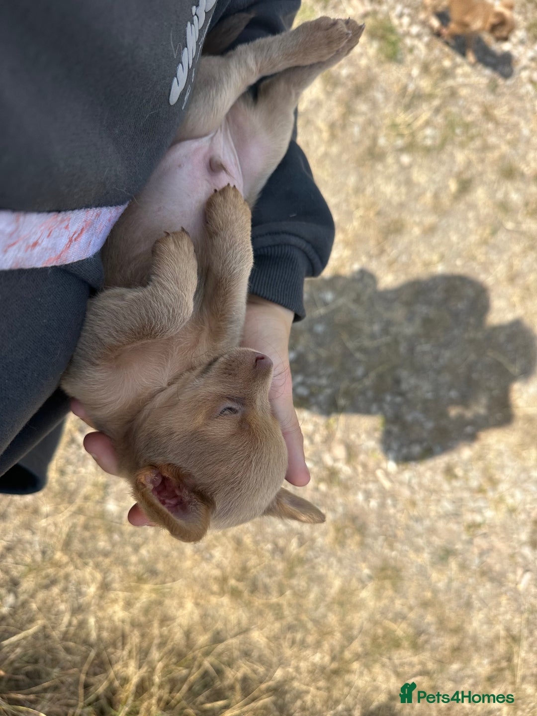 Chihuahua dogs for sale: Last Pup left! Ready for his new home!  - Image 18