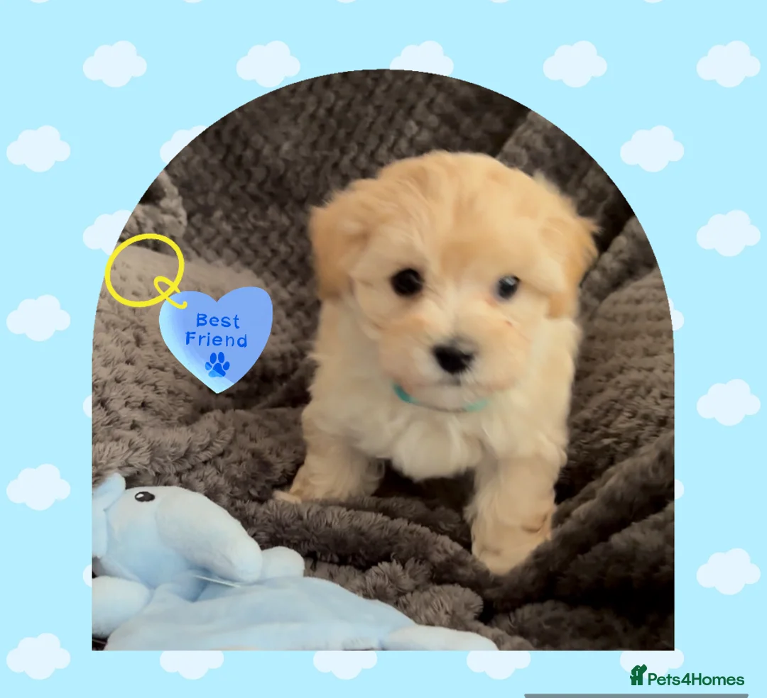 Maltipoo dogs for sale: 1 left! Ready now! F1 PRA clear, Ukraine Maltipoos - Advert 2