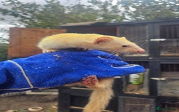 Ferret rodents for sale: 2 Jills (Need to go today) - Image 3