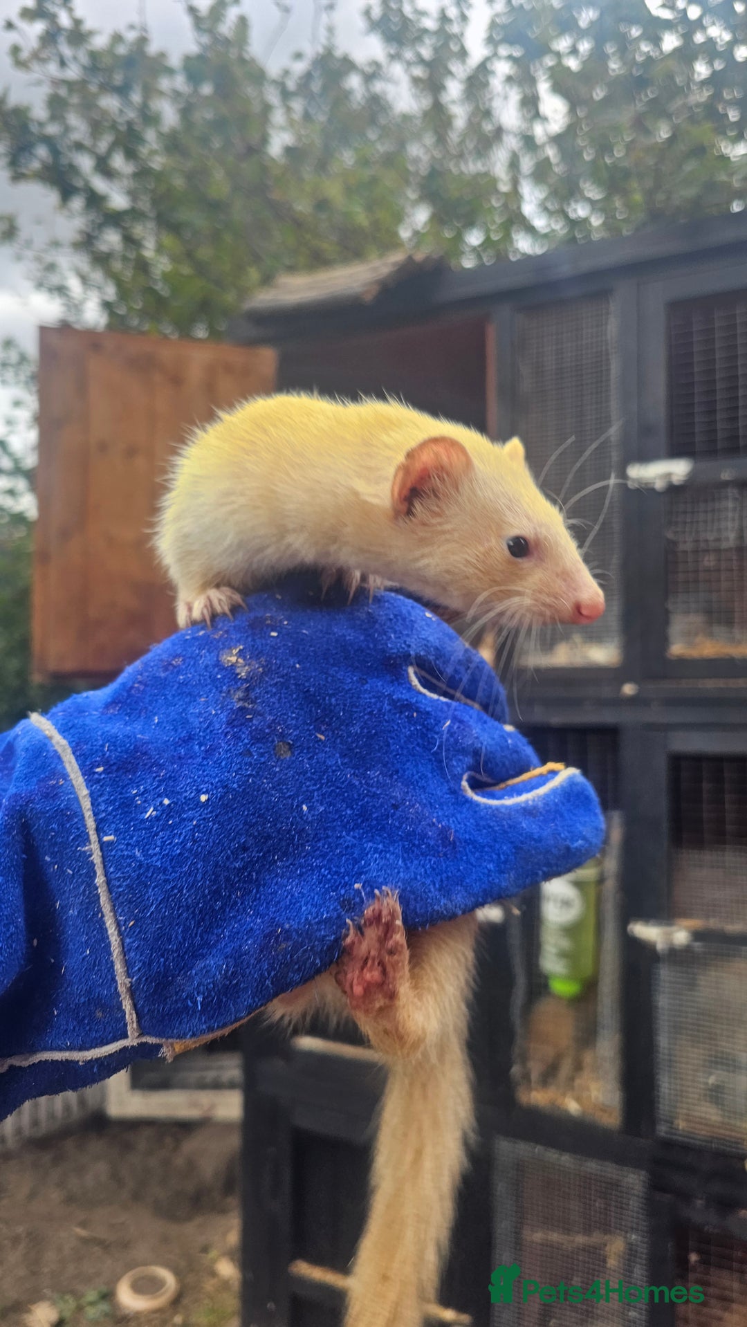 Ferret rodents for sale: 2 Jills (Need to go today) - Image 3
