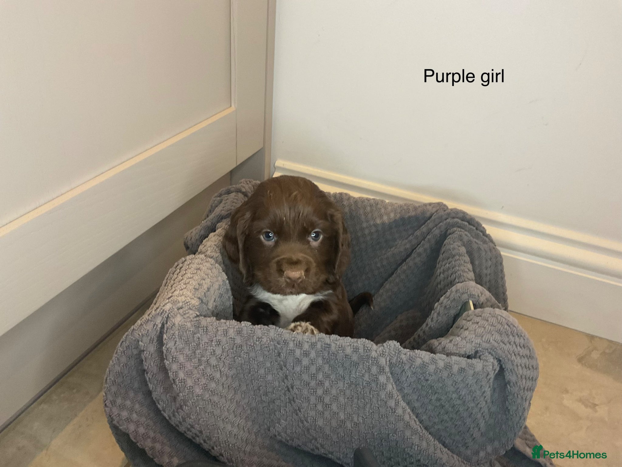 Cocker Spaniel dogs KC REG HEREDITARY CLEAR WORKING COCKER SPANIELS - Advert 1