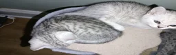 British Shorthair cats for sale: Beautiful kittens looking sweet home  - Advert 26