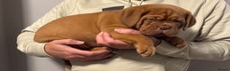 Dogue De Bordeaux dogs for sale: Ready to go last Outstanding Chunky KC DDB Puppy - Advert 17