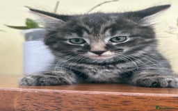 Maine Coon cats for sale: Maine coon cross kittens  - Image 10