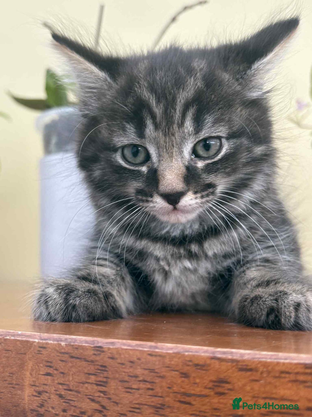 Maine Coon cats for sale: Maine coon cross kittens  - Image 10