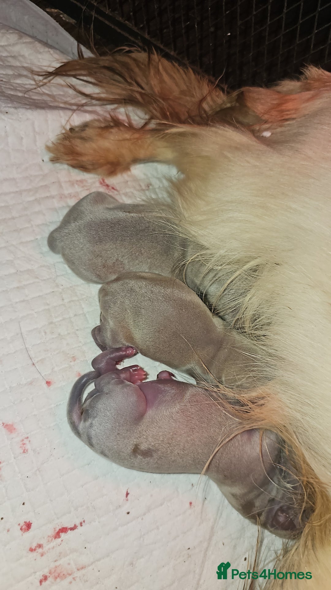 Chihuahua dogs for stud: Kc reg Lilac short coat for stud  in Bedford - Advert 16