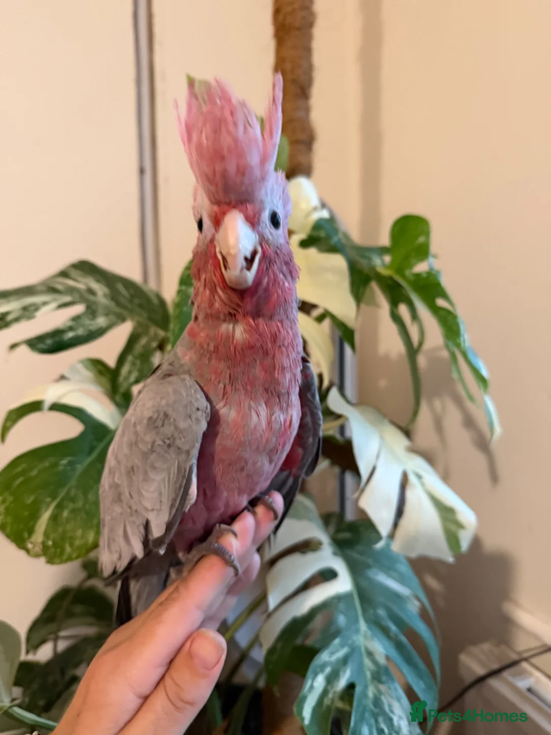 Cockatoo birds for sale: Hand reared baby galah  - Advert 2