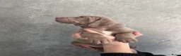 Weimaraner dogs for sale: Kc registered Silver Weimaraner puppies for sale  - Advert 13