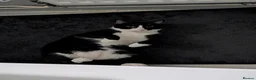 Domestic Shorthair cats for sale: Black & White Cat (no charge) - Male - Advert 2