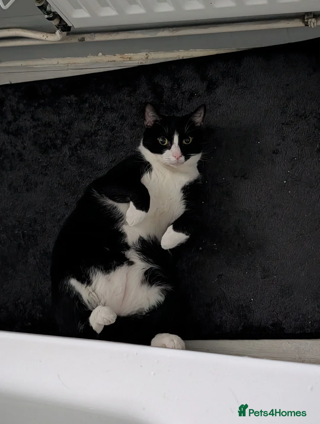 Domestic Shorthair cats for sale: Black & White Cat (no charge) - Male - Advert 2