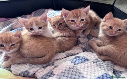 Mixed Breed cats for sale: 5 Mixed Manx kittens - Image 2