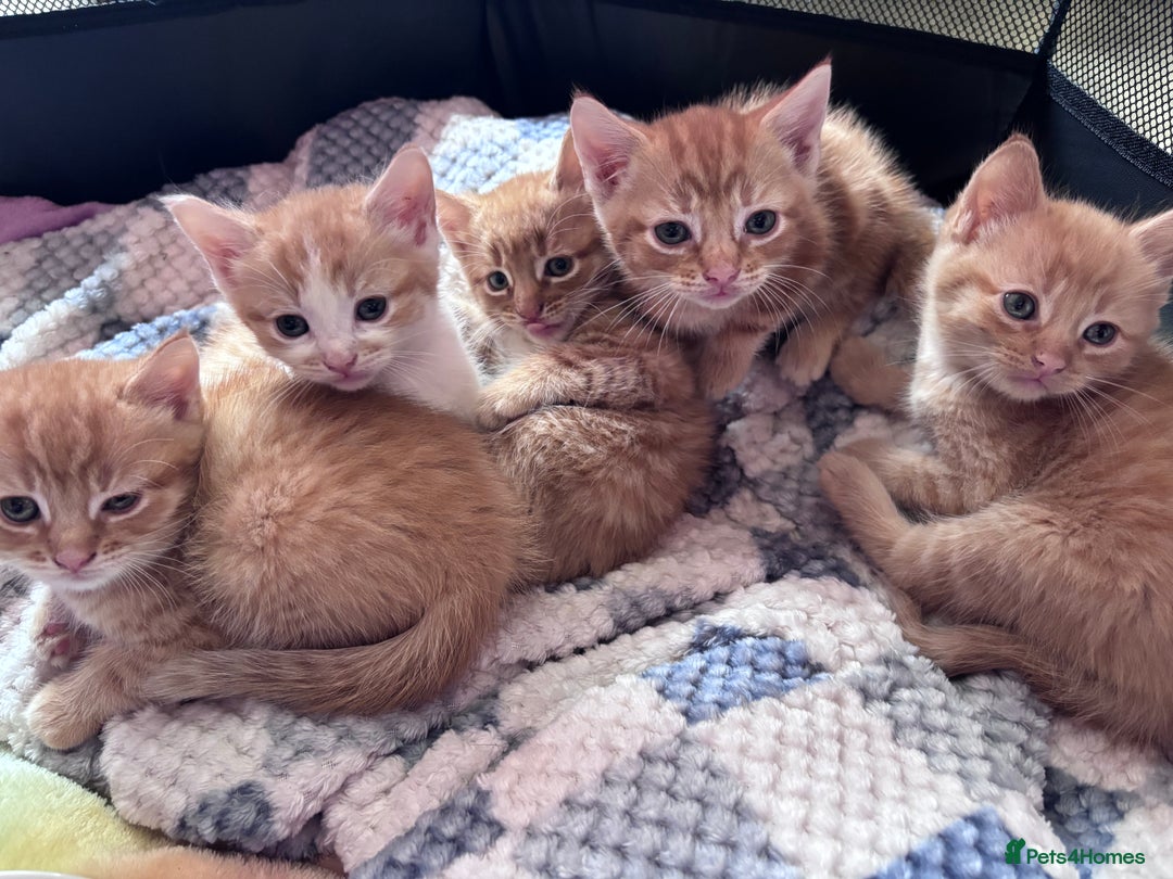 Mixed Breed cats for sale: 5 Mixed Manx kittens - Image 2