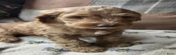 Australian Labradoodle dogs for sale: READY NOW! Therapy Aus x Irish dood multi gen mix  - Advert 35