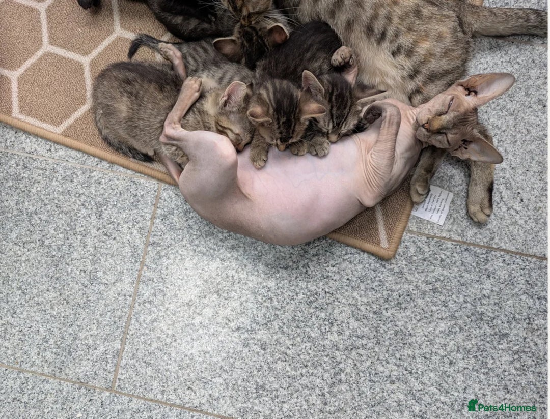 Mixed Breed cats for sale: Cute kitten  - Image 5