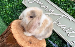 Mini Lop rabbits for sale: 🌟 mini lop babies 🌟 - Image 12