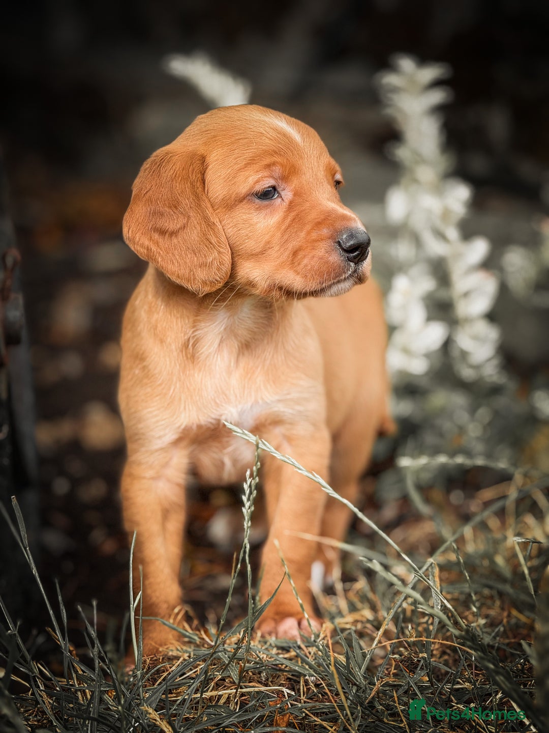 Cockerdor dogs for sale: Beautiful Deep Dark Red Cockerdors Cockadors - Image 1