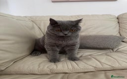 British Shorthair cats for sale: British shorthair Mimi Looking for a Loving Home  - Image 3
