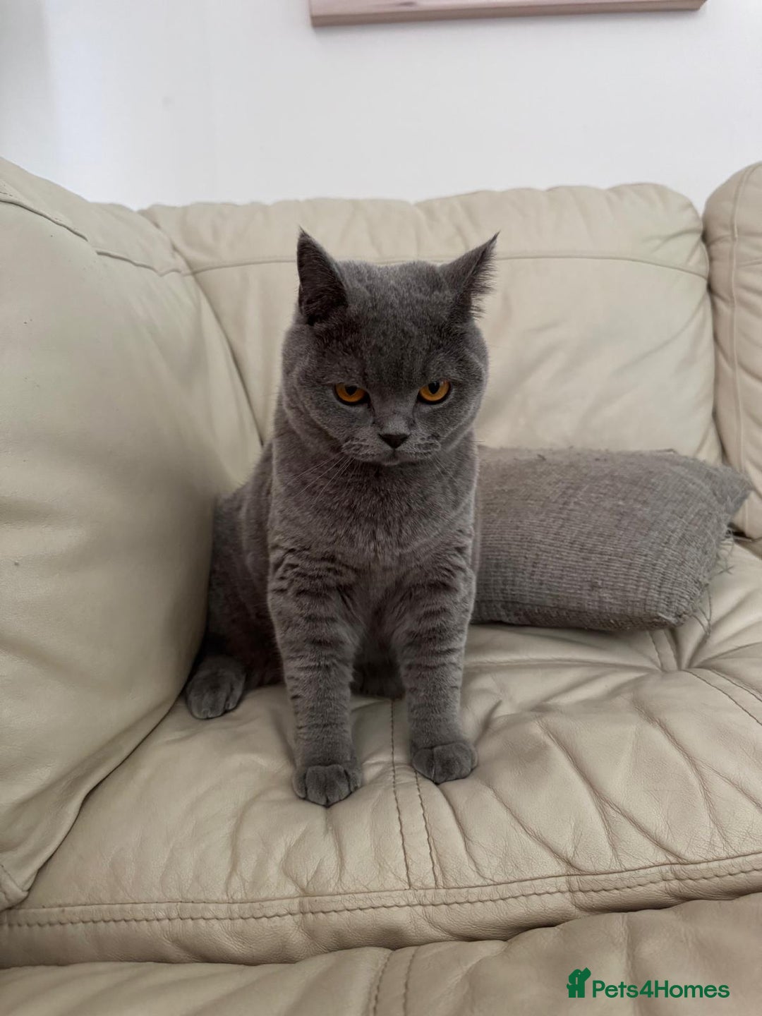 British Shorthair cats for sale: British shorthair Mimi Looking for a Loving Home  - Image 3