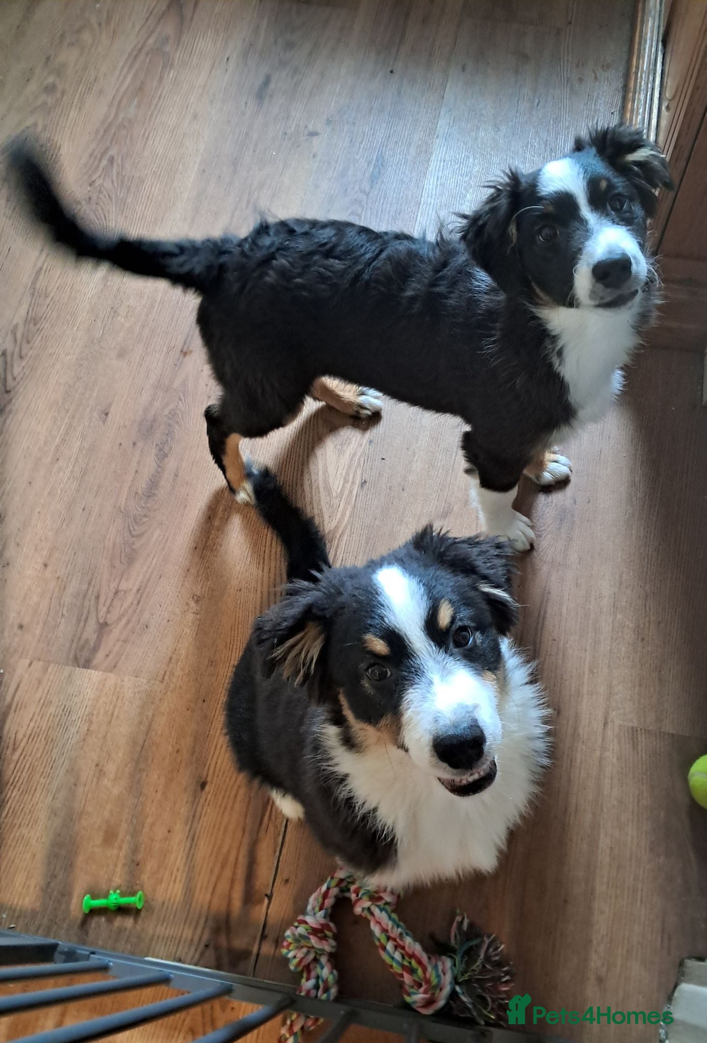 Australian Shepherd dogs Australian Shepherd Pups Available Now - Advert 7