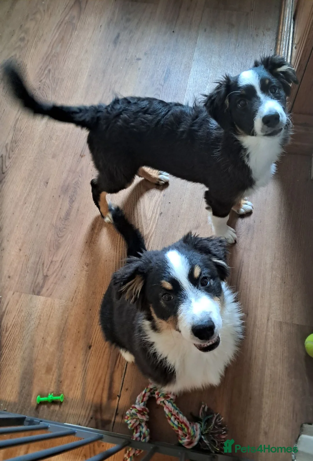 Australian Shepherd dogs for sale: One Australian Shepherd Pup Available Now - Advert 1
