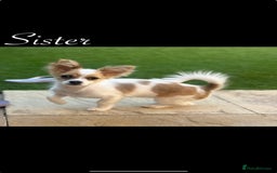 Chihuahua dogs for sale: Beautiful Chihuahua puppy’s  - Image 14
