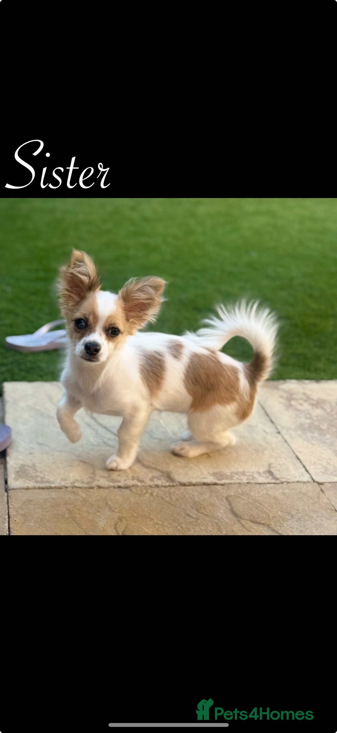 Chihuahua dogs for sale: Beautiful Chihuahua puppy’s  - Image 14