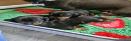 Miniature Dachshund dogs for sale: 3 Stunning Black/Tan Mini Dachshund Girls - Advert 29
