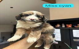 Mixed Breed dogs for sale: Outstanding Saint Bernadoodle Puppies  - Image 21